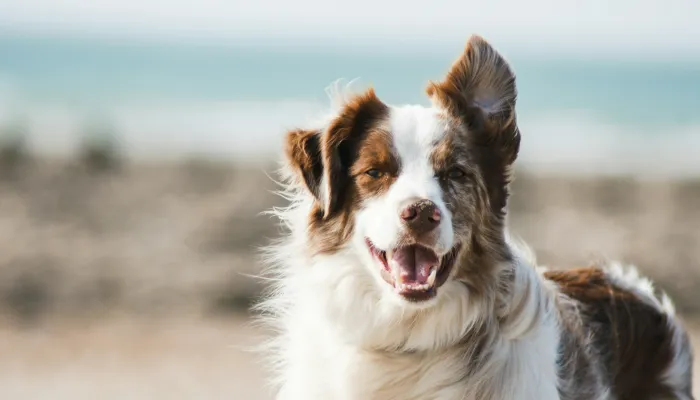 Can Dog Language Translators Really Translate Dog Sounds? Can Dog Language Translators Really Translate Dog Sounds?