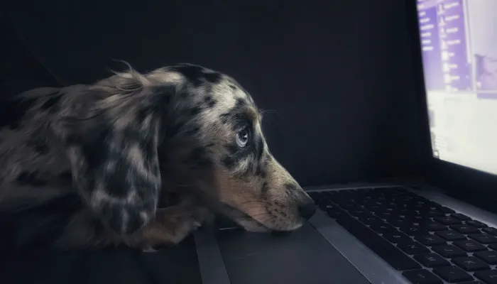 Current English to Dog Translator Technology Current English to Dog Translator Technology