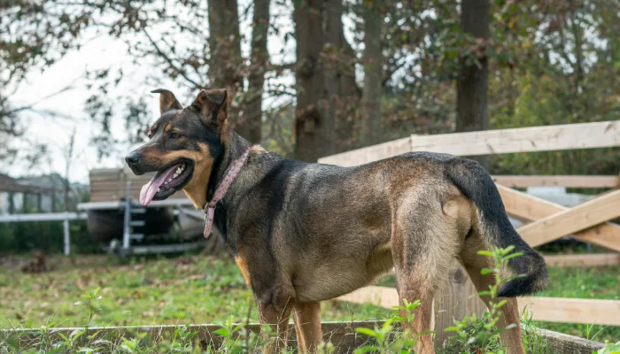Dog Bark Translator: General Introduction Dog Bark Translator: General Introduction