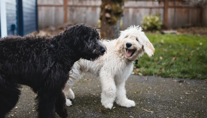 Dog Language Translator: Brief Overview Dog Language Translator: Brief Overview