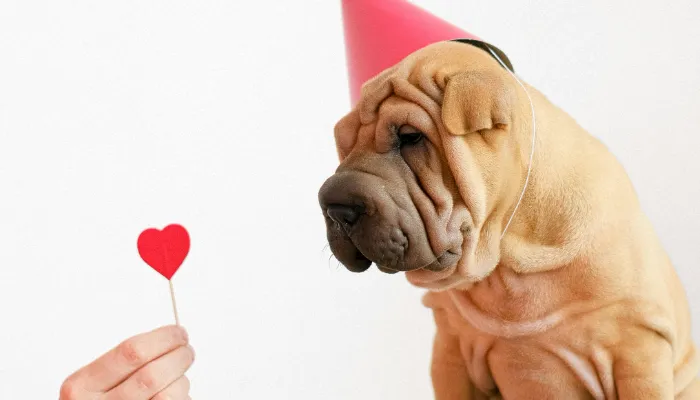 How Do Dogs Say I Love You?
