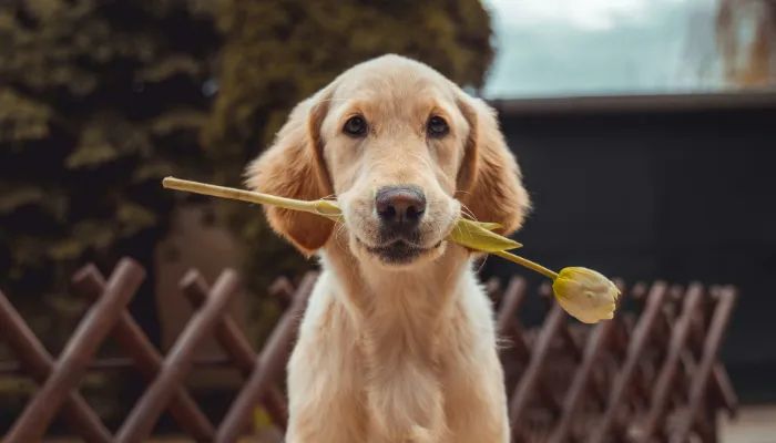 How Do Dogs Say I Miss You?