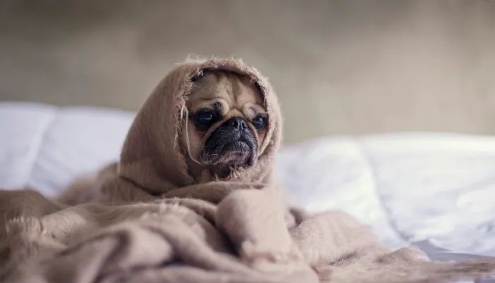 How Do Dogs Say Sorry?