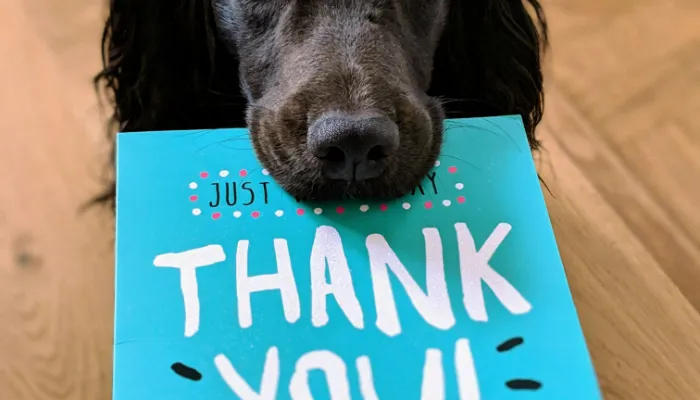 How Do Dogs Say Thank You?
