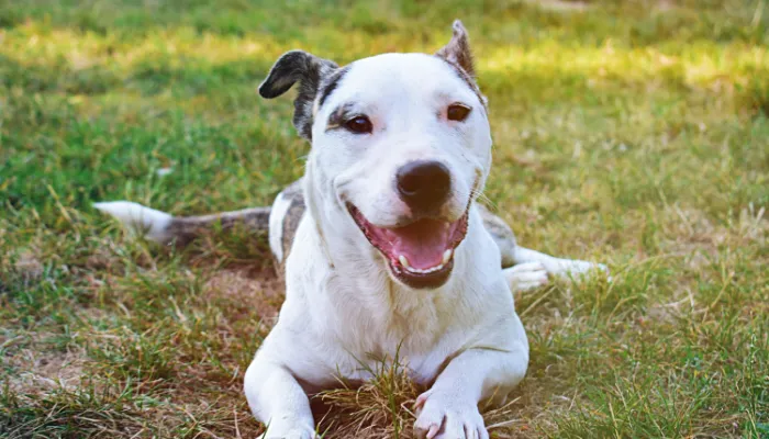 Pros and Cons Of A Dog Bark Translator Pros and Cons Of A Dog Bark Translator