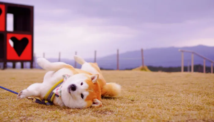 Understanding Dog Body Language Understanding Dog Body Language