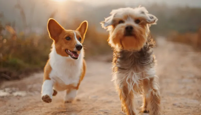 What Do Dogs Say When They Are Sad?